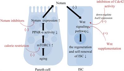 The impact of aging on intestinal mucosal immune function and clinical applications